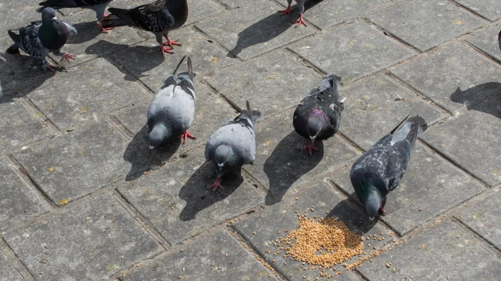 5 ways to get rid of pigeons