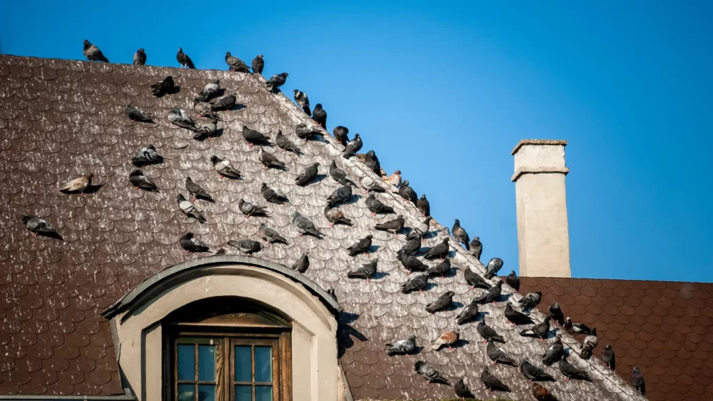 5 ways to get rid of pigeons