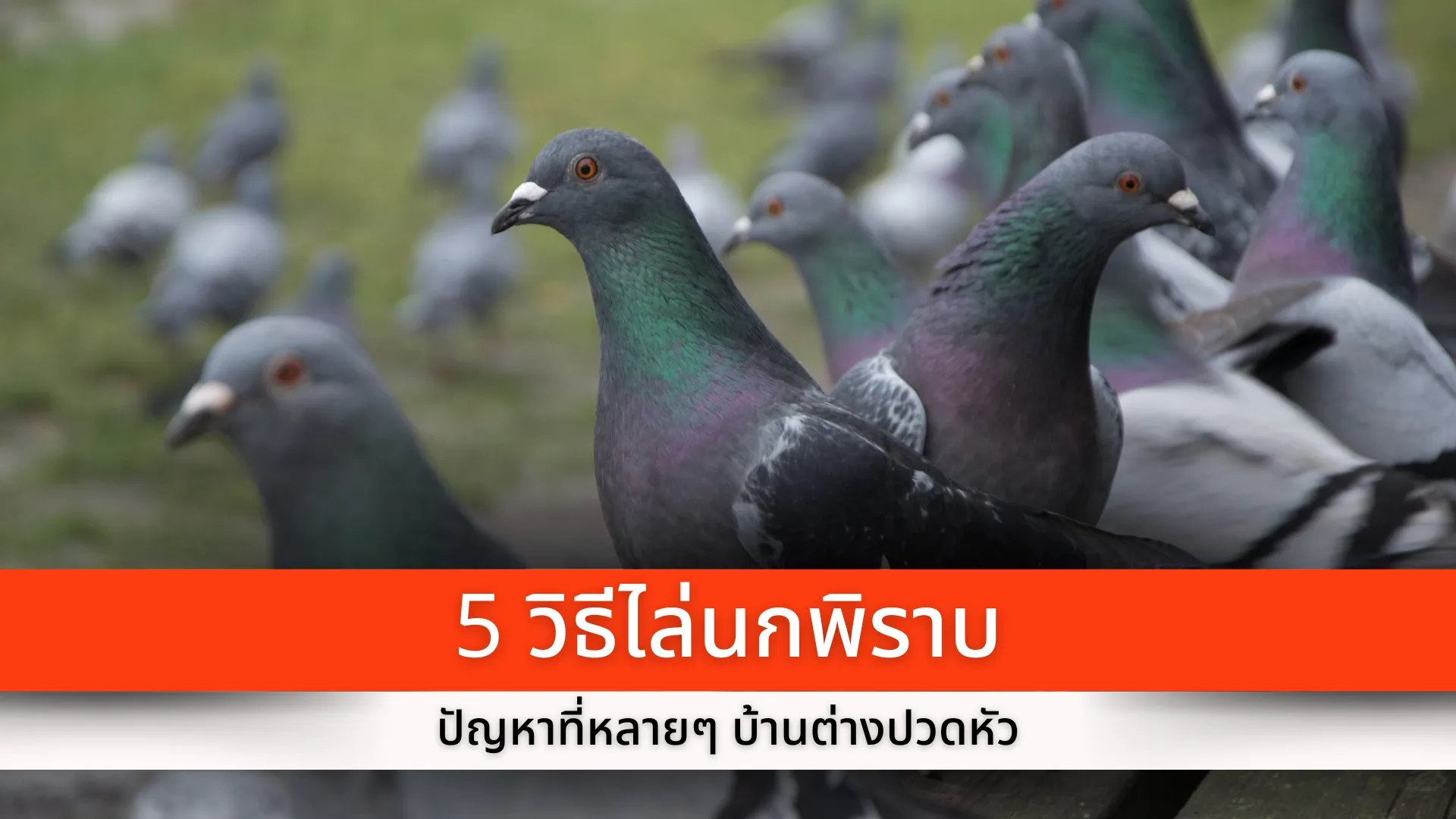 5 ways to get rid of pigeons